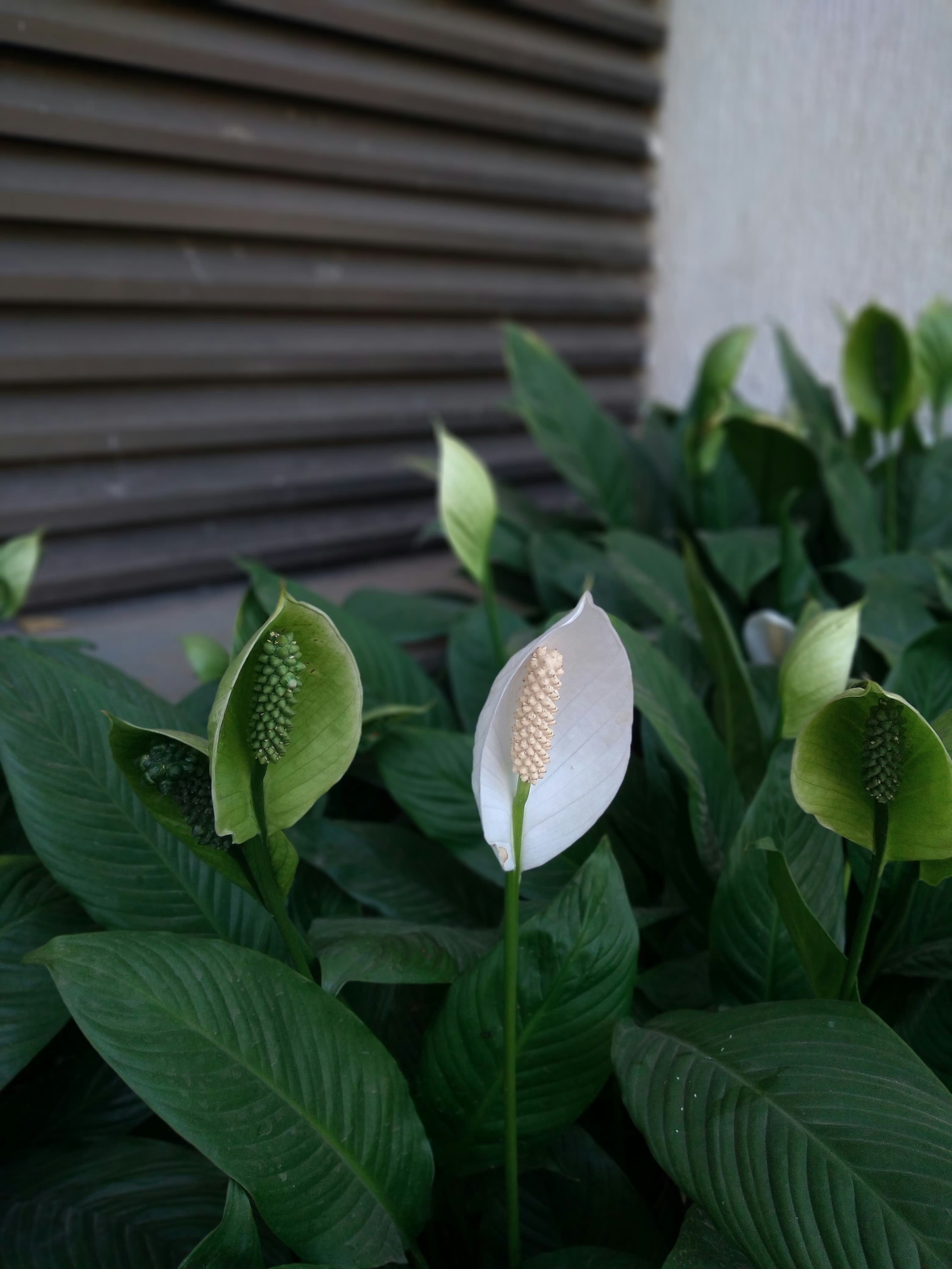 Peace Lily indoor plant that removes formaldehyde from air